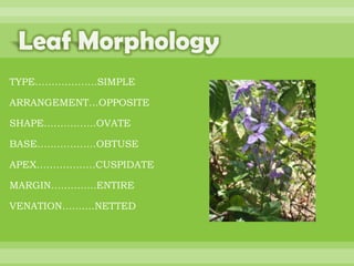 BOTANNY SPECIAL PROJECT