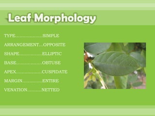 BOTANNY SPECIAL PROJECT