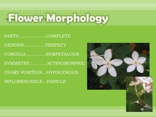 BOTANNY SPECIAL PROJECT