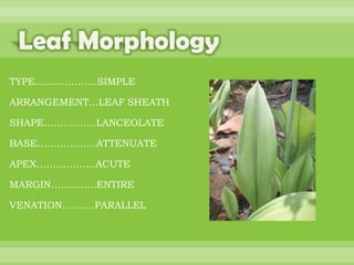 BOTANNY SPECIAL PROJECT