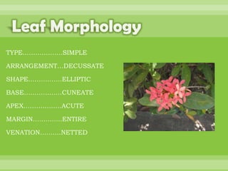 BOTANNY SPECIAL PROJECT