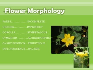 BOTANNY SPECIAL PROJECT