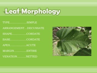 BOTANNY SPECIAL PROJECT