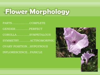 BOTANNY SPECIAL PROJECT