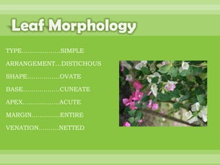 BOTANNY SPECIAL PROJECT