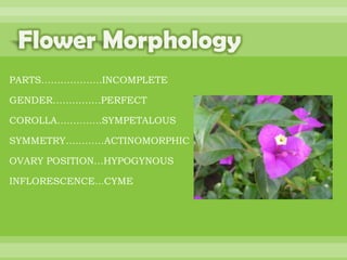 BOTANNY SPECIAL PROJECT