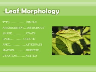 BOTANNY SPECIAL PROJECT