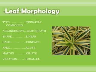 BOTANNY SPECIAL PROJECT