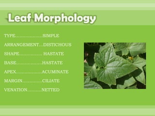 BOTANNY SPECIAL PROJECT