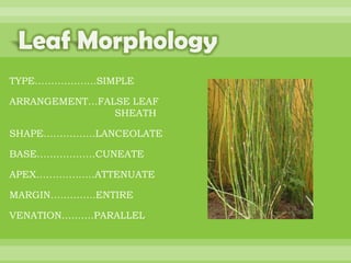 BOTANNY SPECIAL PROJECT