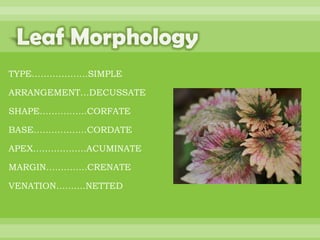 BOTANNY SPECIAL PROJECT