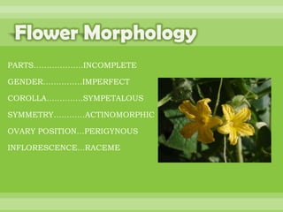 BOTANNY SPECIAL PROJECT