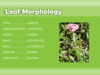 BOTANNY SPECIAL PROJECT