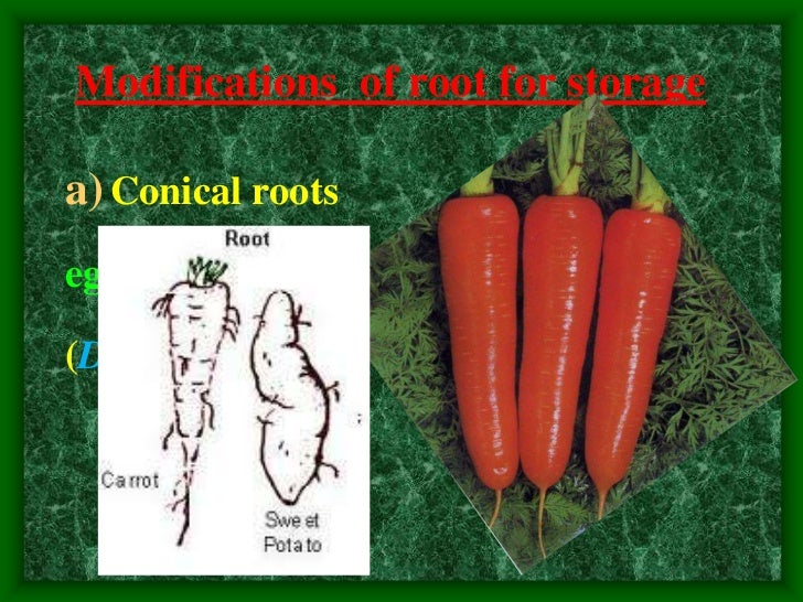 Plant morphology