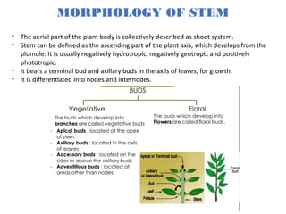 plant morphology of lead, steam, flower.. | PPTX