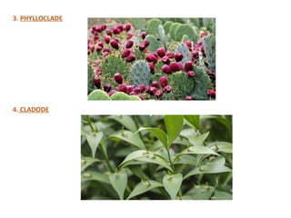 plant morphology of lead, steam, flower.. | PPTX