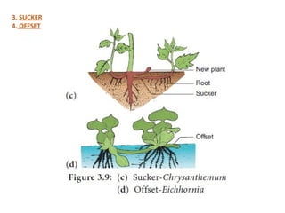 plant morphology of lead, steam, flower.. | PPTX