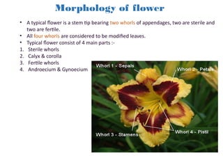 plant morphology of lead, steam, flower.. | PPTX
