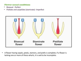 plant morphology of lead, steam, flower.. | PPTX
