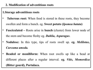 Fasculated Roots short note plant morphology and anatomy | PPTX