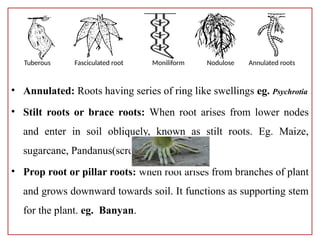 Fasculated Roots short note plant morphology and anatomy | PPTX