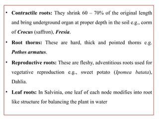 short note plant morphology and anatomy | PPTX