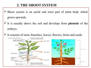 short note plant morphology and anatomy | PPTX