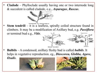 short note plant morphology and anatomy | PPTX