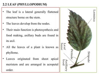 short note plant morphology and anatomy | PPTX