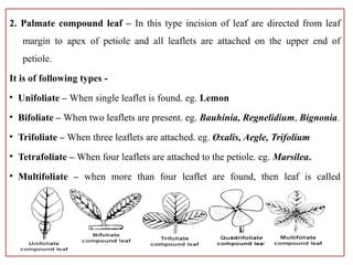 Leaf Incision Model short note plant morphology and anatomy | PPTX