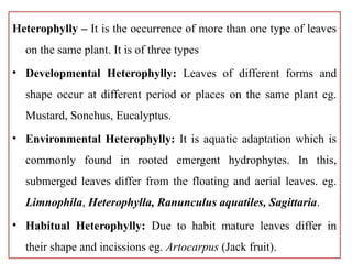 short note plant morphology and anatomy | PPTX