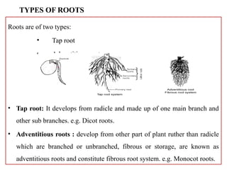 Root Radile short note plant morphology and anatomy | PPTX