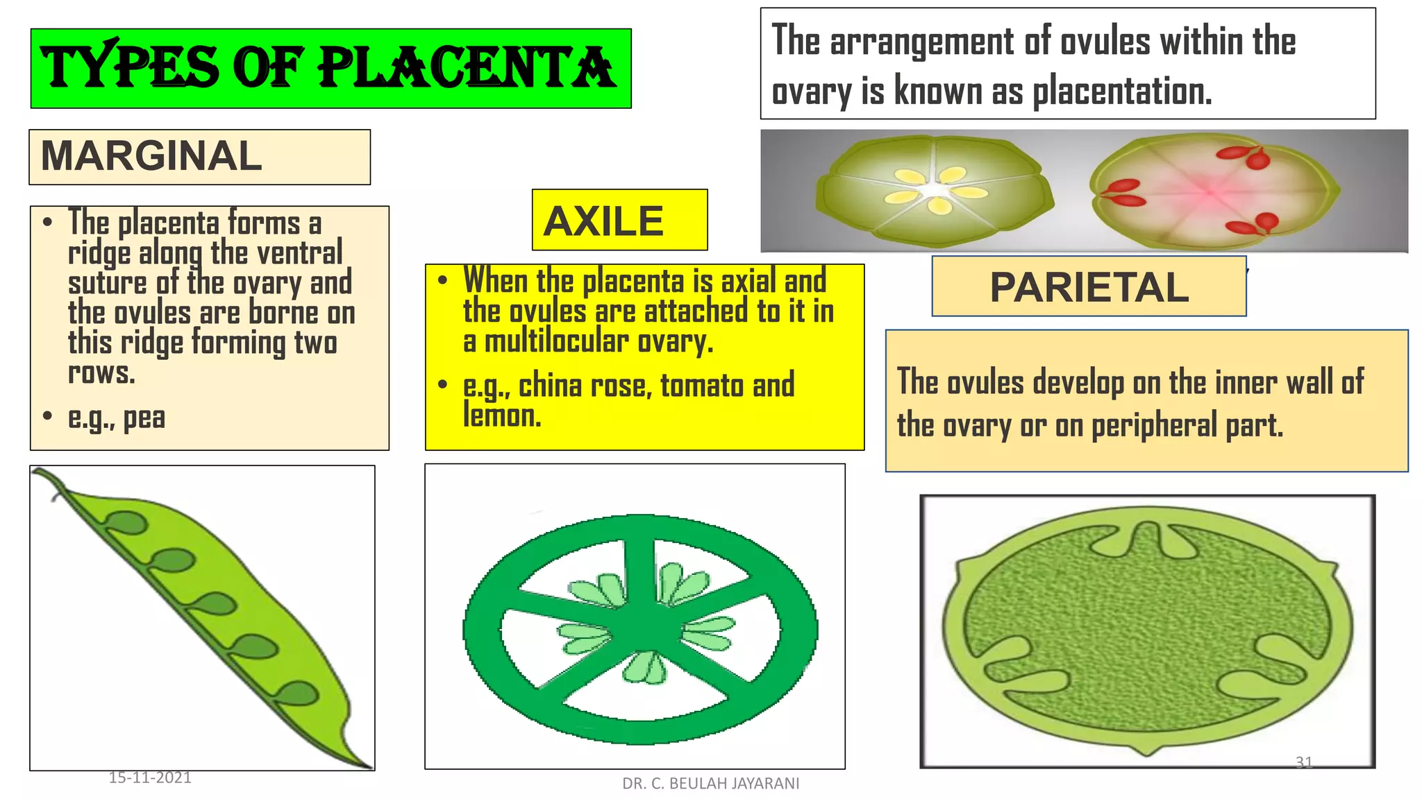 Plant morphology flower-converted | PDF