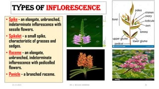 Plant morphology flower-converted | PDF