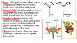Plant morphology flower-converted | PDF