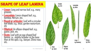 Plant morphology leaf-converted | PDF