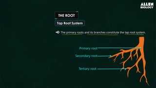 Tertiary Roots Plant MorphologyL1 2.pdfhhgybubhyhbuhhhhh | PDF