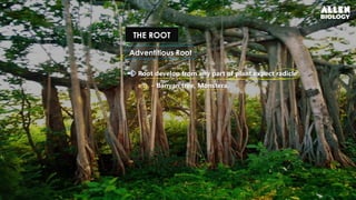 Plant MorphologyL1 2.pdfhhgybubhyhbuhhhhh | PDF