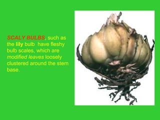 SCALY BULBS, such as
the lily bulb have fleshy
bulb scales, which are
modified leaves loosely
clustered around the stem
base.
 