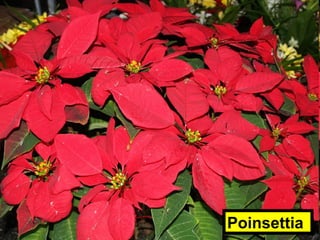 Poinsettia
 