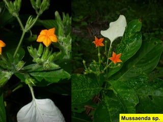 Mussaenda sp.
 
