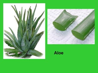 Aloe
 