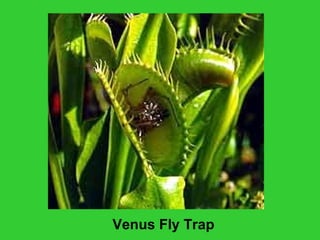 Venus Fly Trap
 