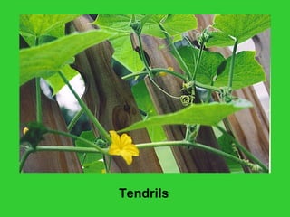 Tendrils
 