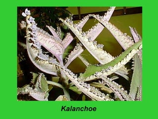 Kalanchoe
 
