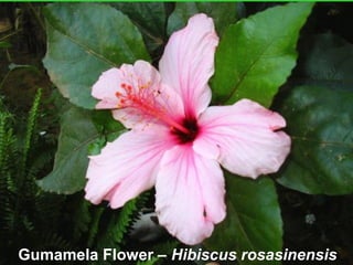 Gumamela Flower – Hibiscus rosasinensis
 