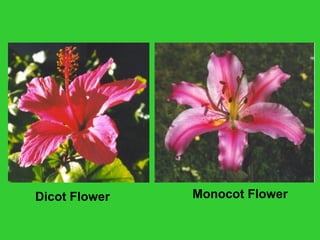 Dicot Flower Monocot Flower
 
