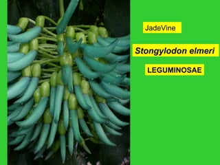 JadeVine
Stongylodon elmeri
LEGUMINOSAE
 