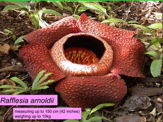 Rafflesia arnoldii
measuring up to 150 cm (42 inches)
weighing up to 10kg
 