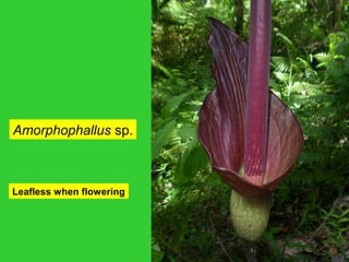 Leafless when flowering
Amorphophallus sp.
 